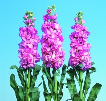 Matthiola Iron Deep Pink