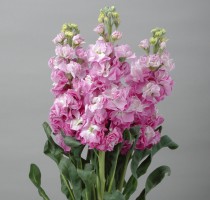 Matthiola Iron Fairy Pink