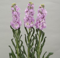 Matthiola Iron Marine