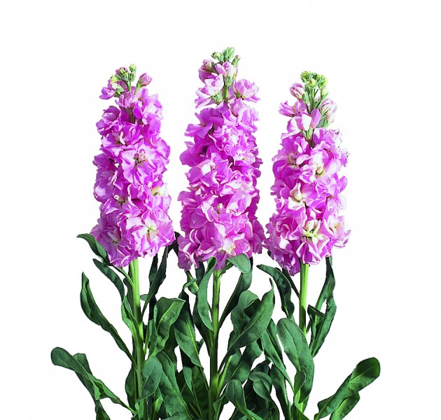 Matthiola Iron Pink