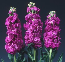 Matthiola Iron Purple