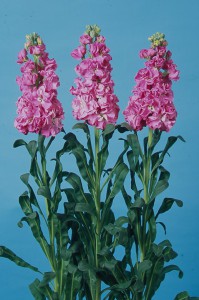 Matthiola Iron Rose Pink