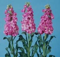 Matthiola Iron Rose Pink