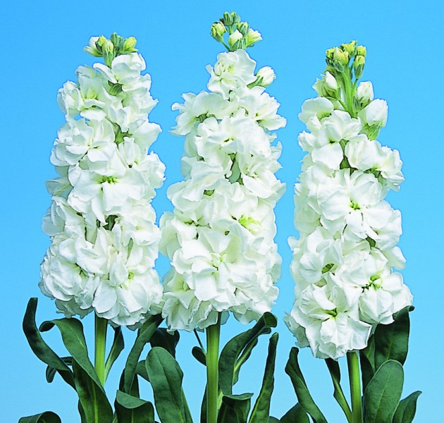 Matthiola Iron White