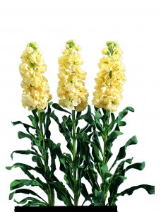 Matthiola Iron Yellow