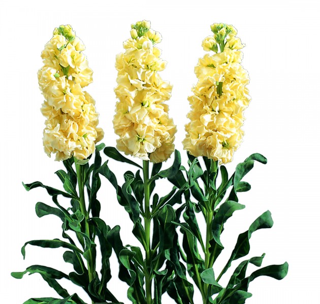 Matthiola Iron Yellow