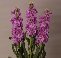 Matthiola Iron Blue