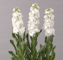 Matthiola Kid White