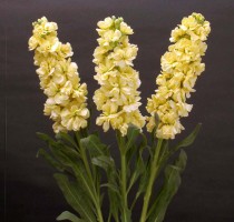 Matthiola Kid Yellow