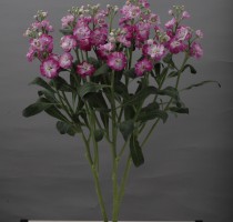 Matthiola Quartet Deep Pink Blush