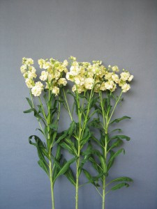 Matthiola Spark Yellow