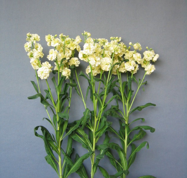 Matthiola Spark Yellow