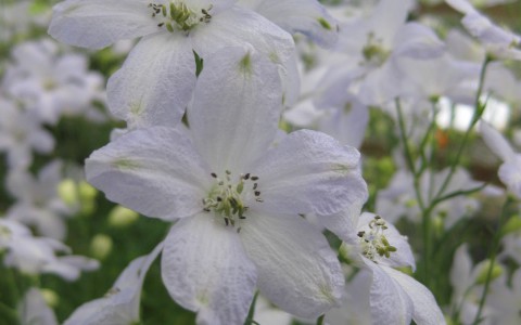 Delphinium for Pot & Bedding Plants