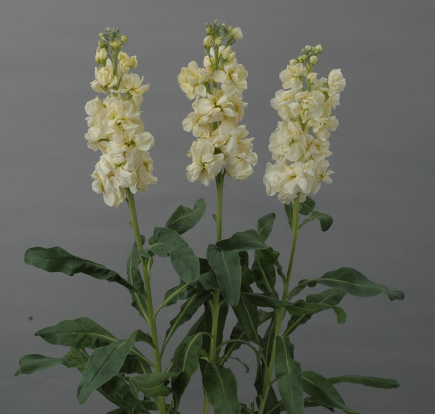 Matthiola Revolution Yellow Ⅱ