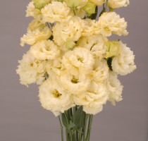 Lisianthus F1 Chaconne Yellow