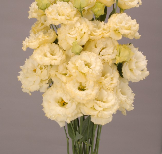 Lisianthus F1 Chaconne Yellow