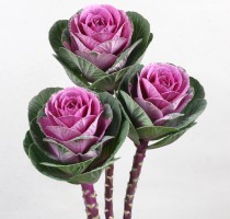 Brassica F1 Bright Rose