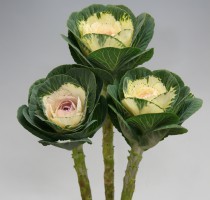 Brassica F1Airy