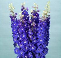 Delphinium F1 Ariel Blue