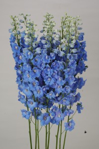 Delphinium F1 Ariel Light Blue