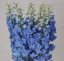 Delphinium F1 Ariel Light Blue