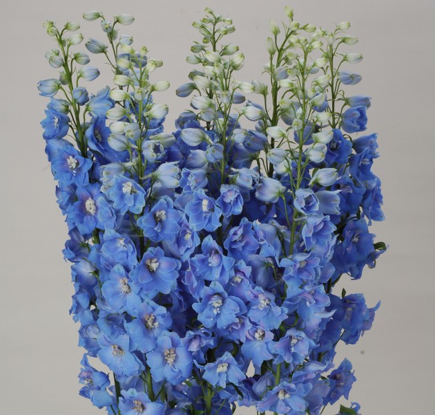 Delphinium F1 Ariel Light Blue