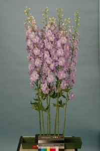 Delphinium F1 Triton Lavender