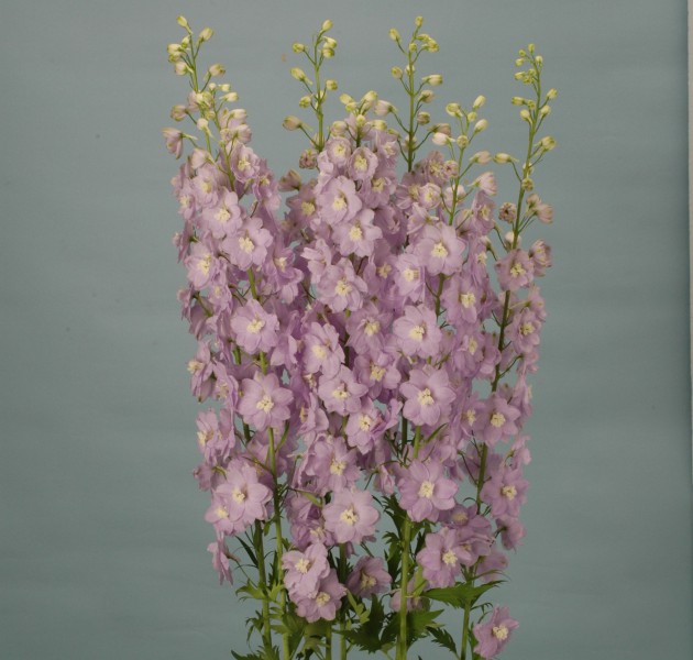 Delphinium F1 Triton Lavender