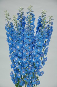 Delphinium F1 Triton Light Blue