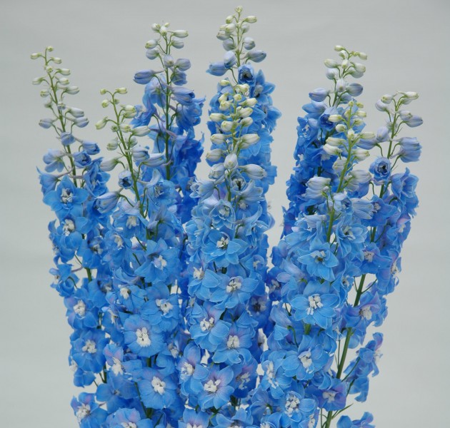 Delphinium F1 Triton Light Blue