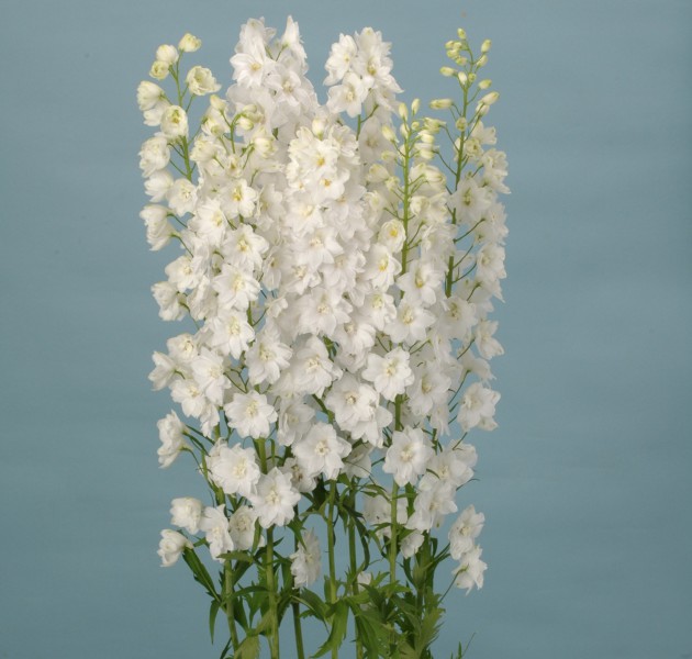 Delphinium F1_Ariel White