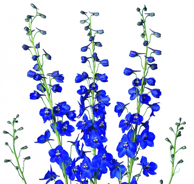 Delphinium Sea Waltz