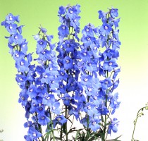 Delphinium Sky Waltz