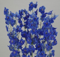 Delphinium Tango Dark Blue