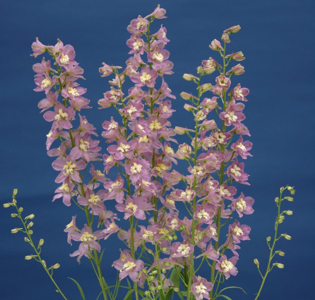 Delphinium Trick Pink