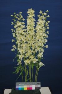 Delphinium Trick Yellow