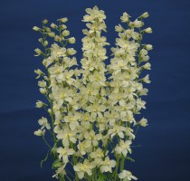 Delphinium Trick Yellow