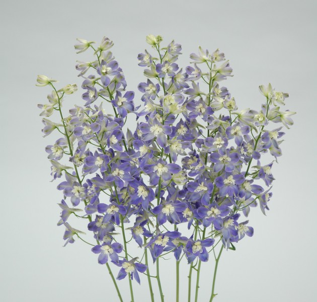 Delphinium Trick