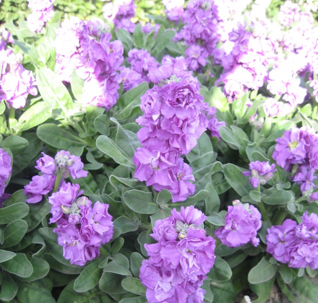 Matthiola Baby Blue