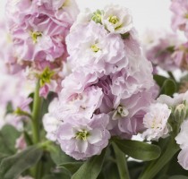 Matthiola Baby Cherry