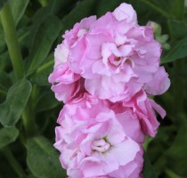 Matthiola Baby Clear Pink