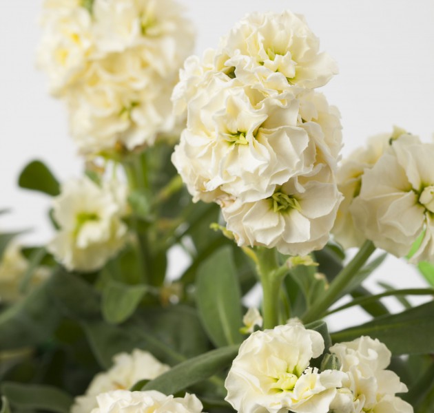 Matthiola Baby Cream