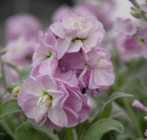 Matthiola Baby Light Blue Blush (UP)