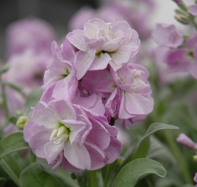 Matthiola Baby Light Blue Blush (UP)