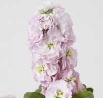 Matthiola Baby Lovely Pink