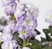 Matthiola Baby Marine