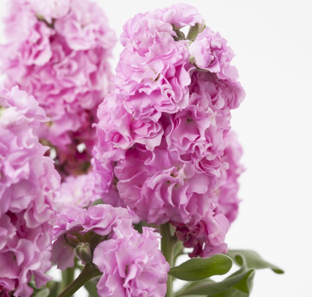 Matthiola Baby Pink