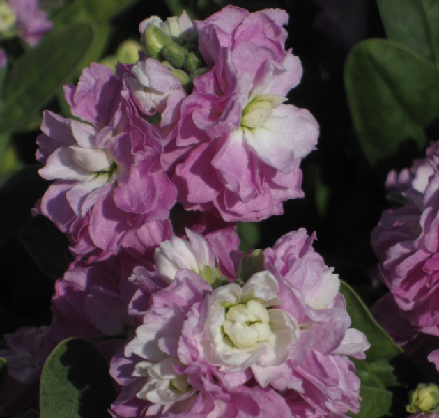 Matthiola Baby Pink Blush