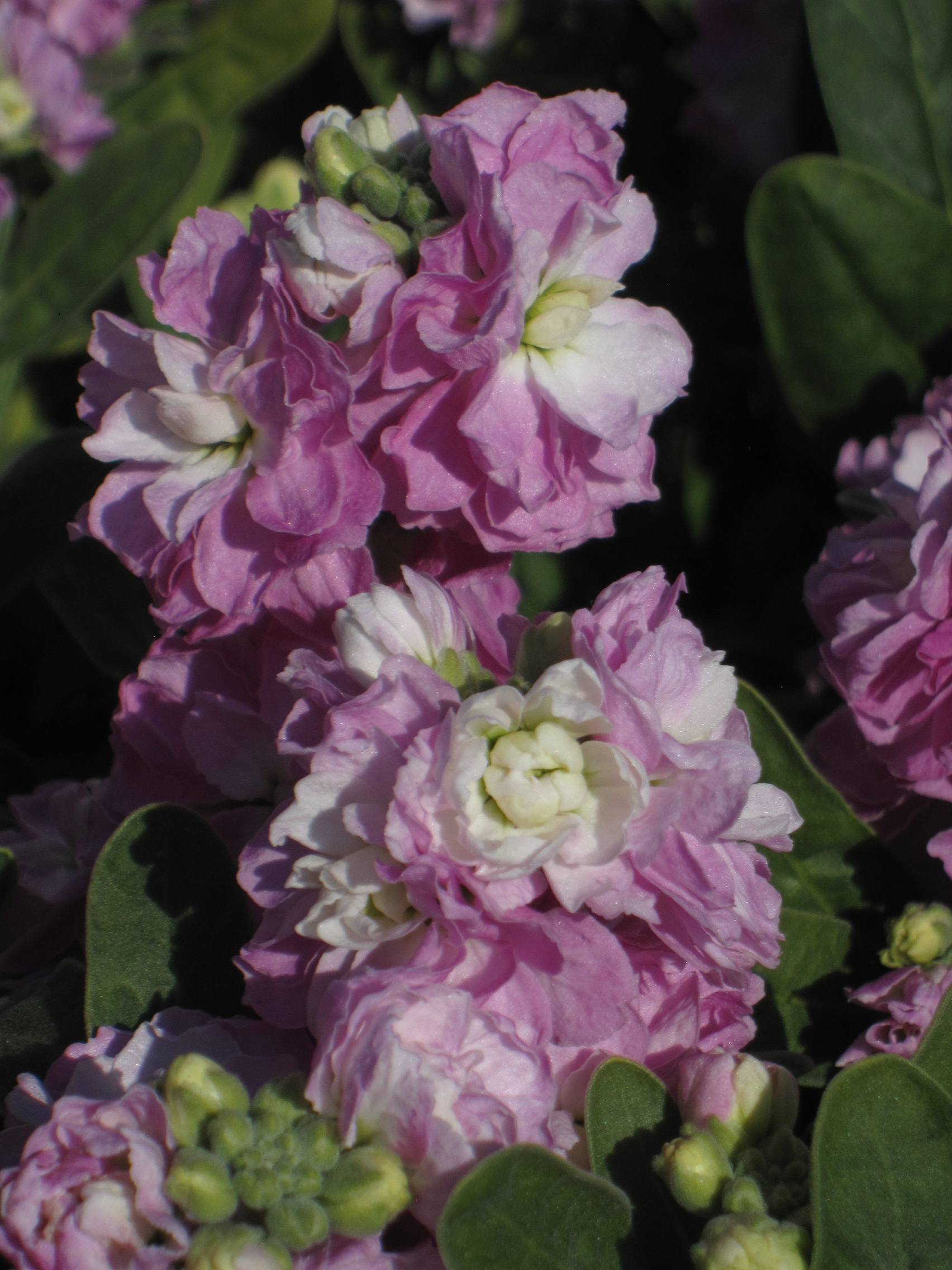 Matthiola Baby Pink Blush MIYOSHi&CO.,LTD.