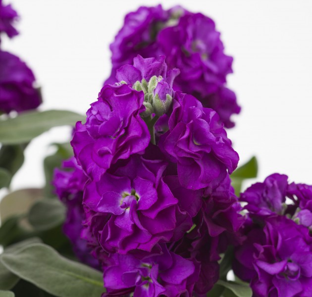 Matthiola Baby Purple